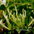 honeysuckle extract goog tea